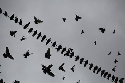 Un centenar de palomas descansa en un cable eléctrico mientras esperan a que los lugareños les arrojen comida en la Plaza Paloma en el centro de Johannesburgo (Sudáfrica).