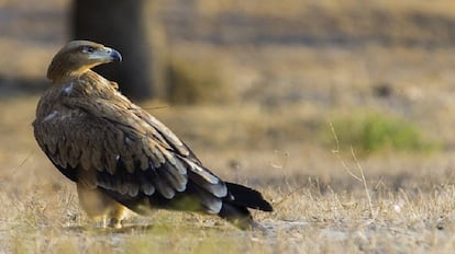 An Iberian imperial eagle.