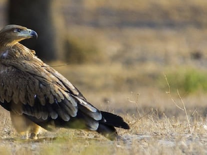 An Iberian imperial eagle.