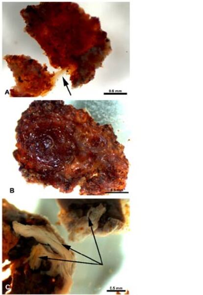 Tejidos elásticos y fibrosos de tiranosaurio rex.