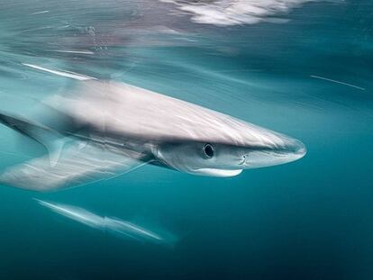 Retratos submarinos: el caballito de mar enfadado y el atún moribundo