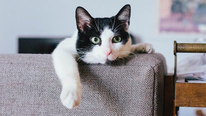 Rascadores de gatos para colocar en el sofá y que no los estropeen