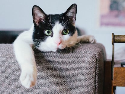 Rascadores de gatos para colocar en el sofá y que no los estropeen