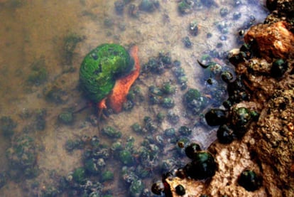 This apple snail, pictured in an Ebro delta drain, measures around 12 centimeters.