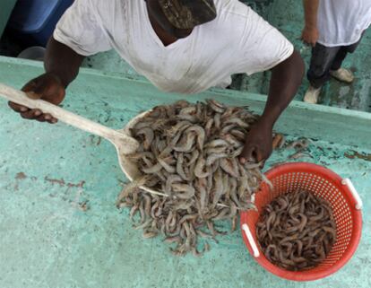 Un pescador de la localidad de Venice muestra parte de su pesca de gambas