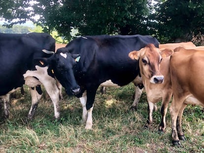 Apreciable diferencia de tamaño entre la vaca pardo frisona a la izquierda, más grande, y la jersey / Capel