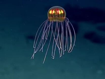 El animal ha sido avistado en la fosa de las Marianas, en el Océano Pacífico, a 3.700 metros debajo el mar