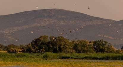 Aves en vuelo en el humedal. La recuperación del humedal propicia que vuelvan las especies para reproducirse en el parque.