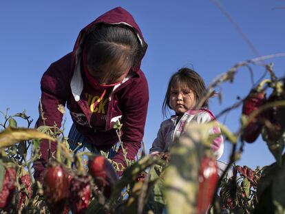 Niños indígenas rarámuri que trabajan de sol a sol