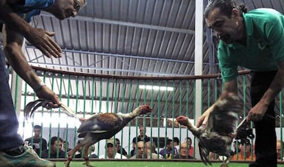 Pelea de gallos en Lanzarote en abril de 2012