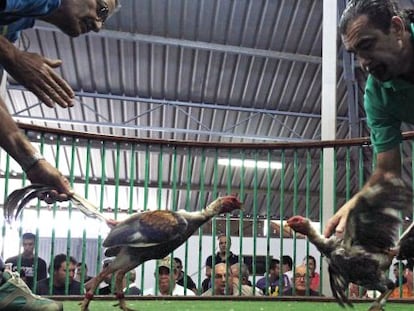 Pelea de gallos en Lanzarote en abril de 2012