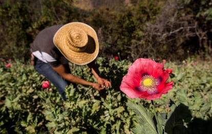 Cultivador de amapola en la sierra de Guerrero en 2016