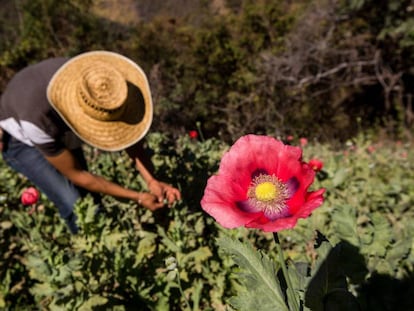 Cultivador de amapola en la sierra de Guerrero en 2016