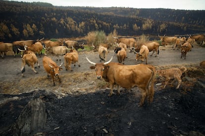 Varias vacas de una explotación en un monte quemado en Quiroga (Lugo).