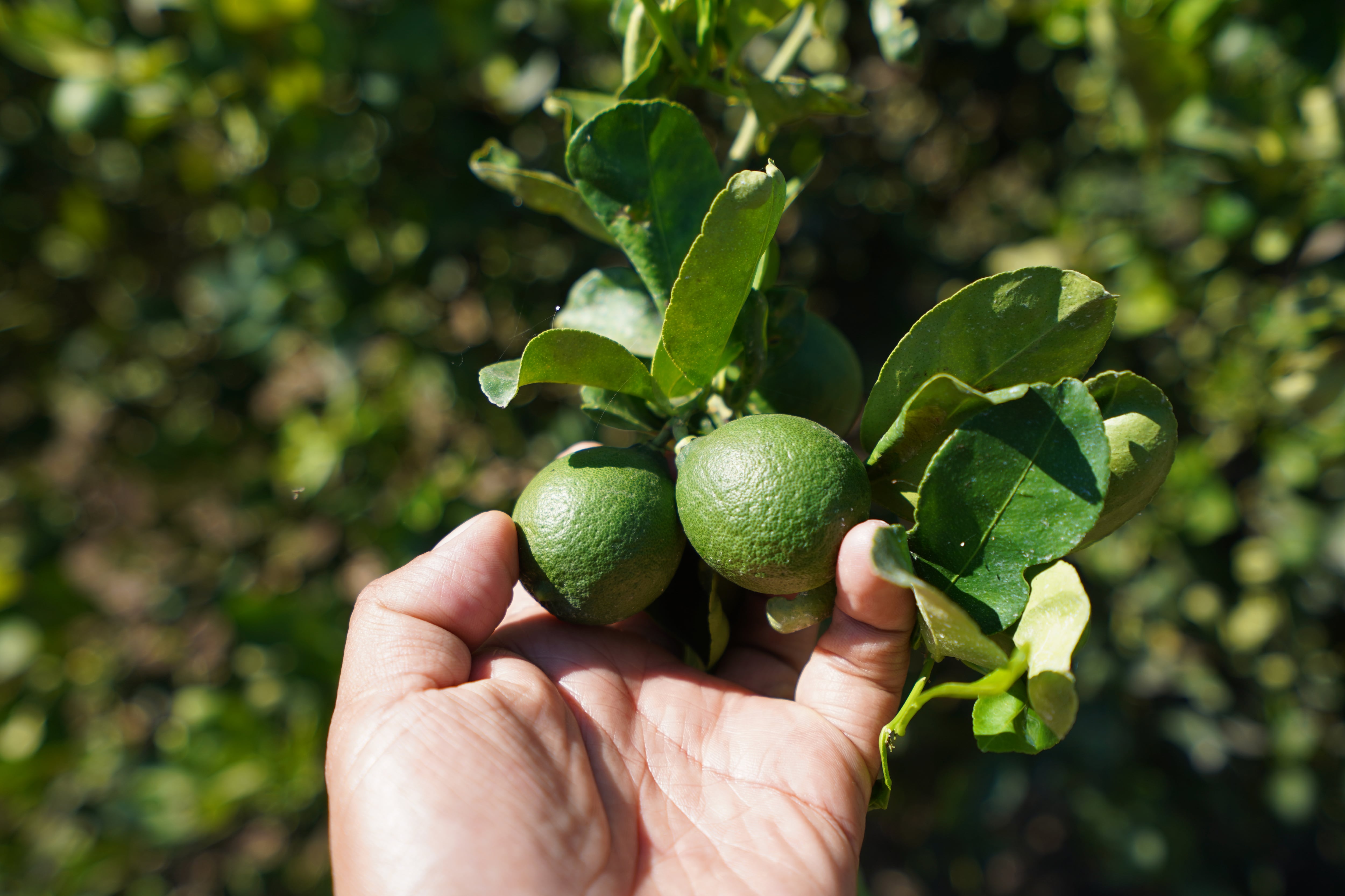 En la guarida del Bótox