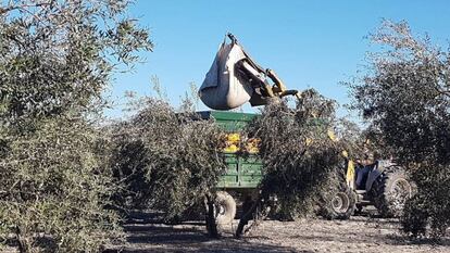 Trabajos de recogida de la aceituna en la localidad sevillana de Arahal.