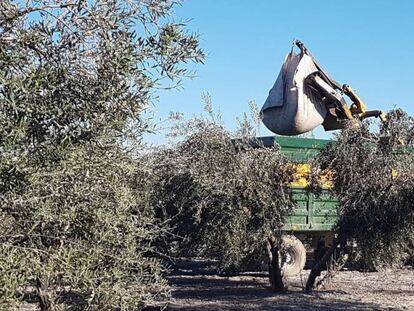 Trabajos de recogida de la aceituna en la localidad sevillana de Arahal.