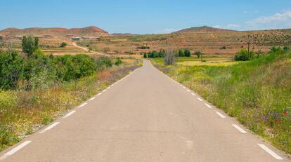 Flores en una carretera de Soria. 