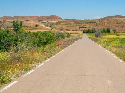 Flores en una carretera de Soria.