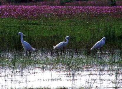 Tres garcetas en una típica charca ganadera de la sierra de San Pedro, donde estas aves suelen alimentarse y anidar.