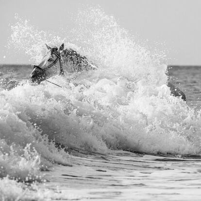 'Triunfo', un PRE de capa torda, entre las olas de El Palmar, en la costa de Cádiz. Es un caballo muy acostumbrado a nadar en el mar, y cuando Luis Ortega y Alicia Prius quieren mostrar cómo realizan su aquaterapia equina le suelen llevar a la playa para bañarse con él.