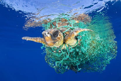 A fotografia ganhadora do primeiro prêmio individual na categoria de Natureza, captada pelo fotógrafo espanhol Francis Pérez. A imagem, titulada 'Caretta Caretta atrapada', mostra uma tartaruga marinha presa em uma rede de pesca enquanto nada em águas da ilha de Tenerife, nas Ilhas Canárias.