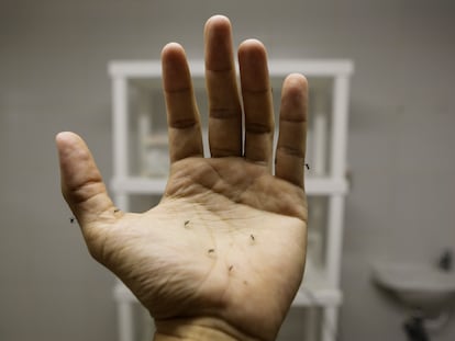 Un investigador muestra varios mosquitos 'Aedes aegypti' en su mano.