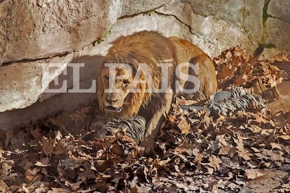 Un lleó ataca un home que ha entrat a la zona dels felins al zoo.