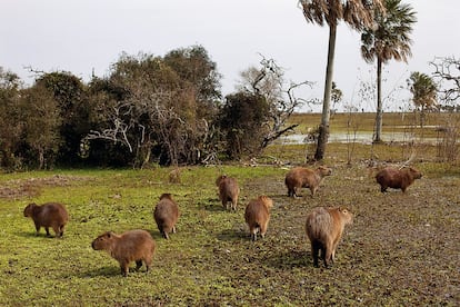 Capibaras, una especie de roedor gigante.