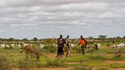 Unos pastores cuidan de sus rebaños en las cercanías de Dadaab. En época de lluvias, el pasto crece un poco y pueden alimentarlos. Es otro de los negocios informales con los que sobreviven los refugiados.