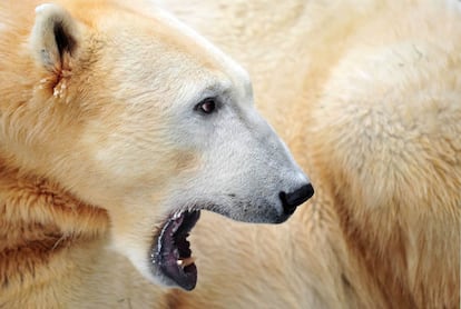 El famoso oso polar Knut, bosteza en el zoo de Berlín (Alemania), el 10 de diciembre de 2010.