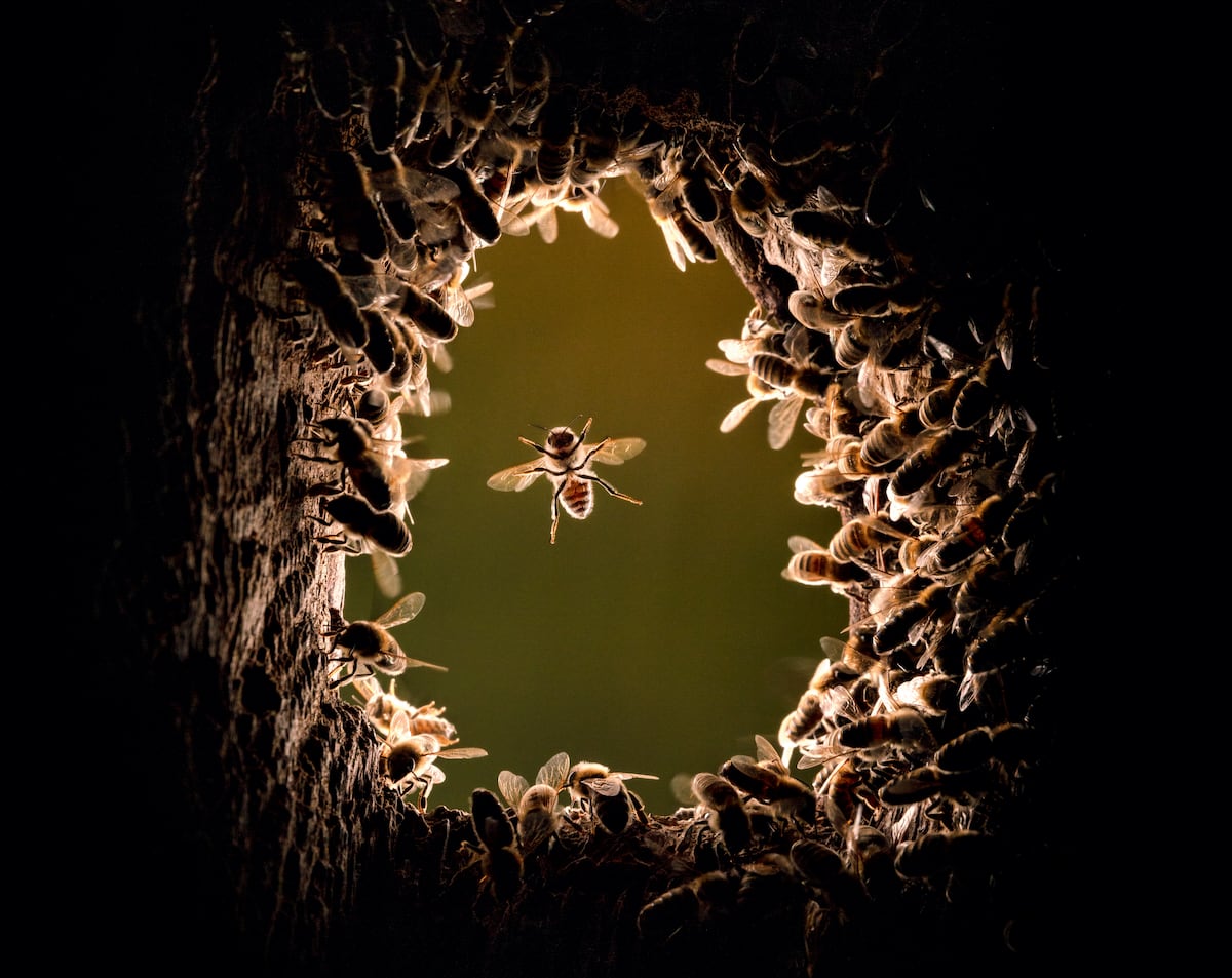 Todo lo que nos cuentan las abejas de la miel salvajes que viven en los bosques | Clima y Medio Ambiente Todo lo que nos cuentan las abejas de la miel salvajes que viven en los bosques | Clima y Medio Ambiente