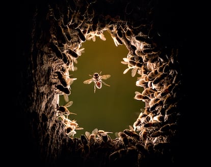 Abejas de la miel silvestres colonizan un agujero de un pájaro carpintero en Alemania, en una imagen del libro 'Abejas melíferas. Su vida secreta en el bosque'.