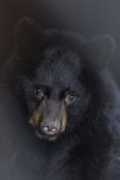Un ejemplar de oso negro (<i>Ursus americanus</i>) de la península Kenai, en Alaska.