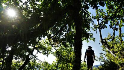 Parque Natural Fuentes del Narcea.