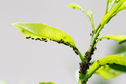 En el jardín aparecen insectos como los pulgones que atacan a las plantas.