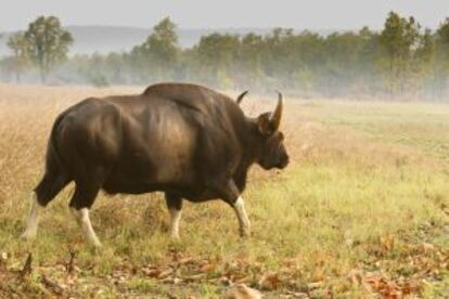 Un gaur camina por una pradera del parque nacional de Kanha (India).