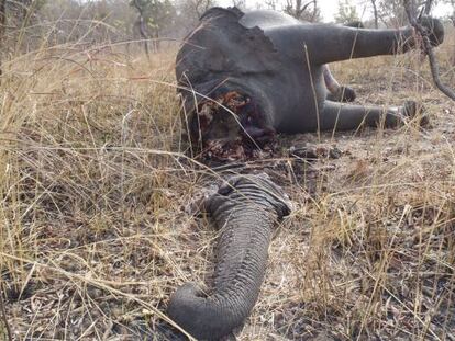 Un elefante abatido en el parque nacional de Bouba N&rsquo;djida, en Camer&uacute;n.