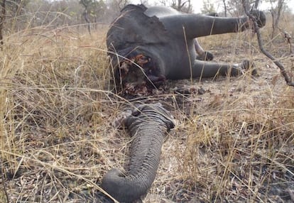 Un elefante abatido en el parque nacional de Bouba N’djida, en Camerún.