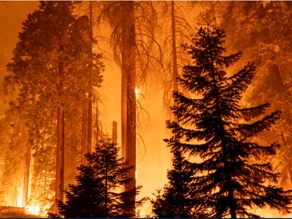 Las consecuencias imprevistas de la protección del medioambiente