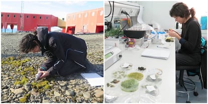 La investigadora Alicia Perera, de la Universidad de las islas Baleares, recogiendo musgos y en su laboratorio.