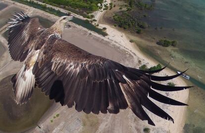 Esta asombrosa imagen de un águila en pleno vuelo fue captada por un amateur en la ciudad de Denpasar, capital de la isla de Bali (Indonesia). Para cazar el instante, el dron empleó una cámara GoPro Hero 2.