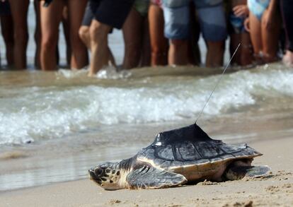 Biólogos de la Generalitat de Cataluña han devuelto al mar tres tortugas bobas nacidas en la playa Llarga de Tarragona, tras dos años de cuidados en un centro de recuperación de animales marinos.