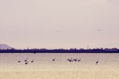 Flamencos en las salinas de Santa Pola.