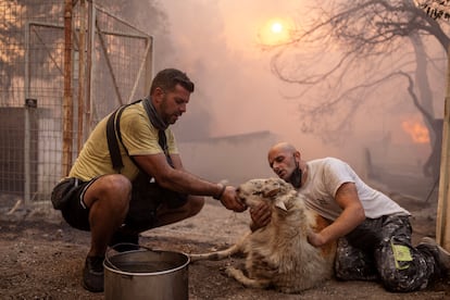 Voluntarios dan agua a una oveja salvada de una granja mientras un incendio forestal arrasa el pueblo de Hasia (Grecia), este martes.