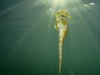 Especie de caballito de mar que vive en el Mar Menor