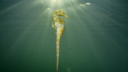 Especie de caballito de mar que vive en el Mar Menor