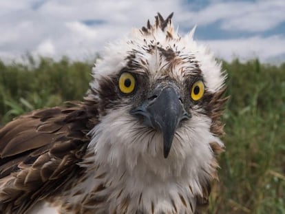 &Aacute;guila pescadora cuya migraci&oacute;n estacional a la costa Atl&aacute;ntica de Marruecos y regreso a Mallorca se ha seguido v&iacute;a sat&eacute;lite.