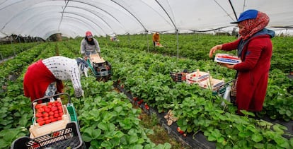 Trabajadoras de origen marroquí recogen fresas en Cartaya (Huelva).