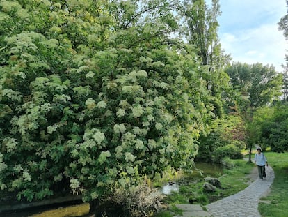 Un saúco en plena floración el pasado miércoles en el Parque del Oeste de Madrid.